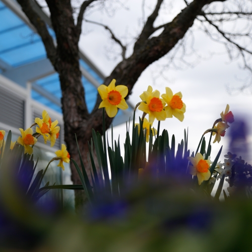Daffodils