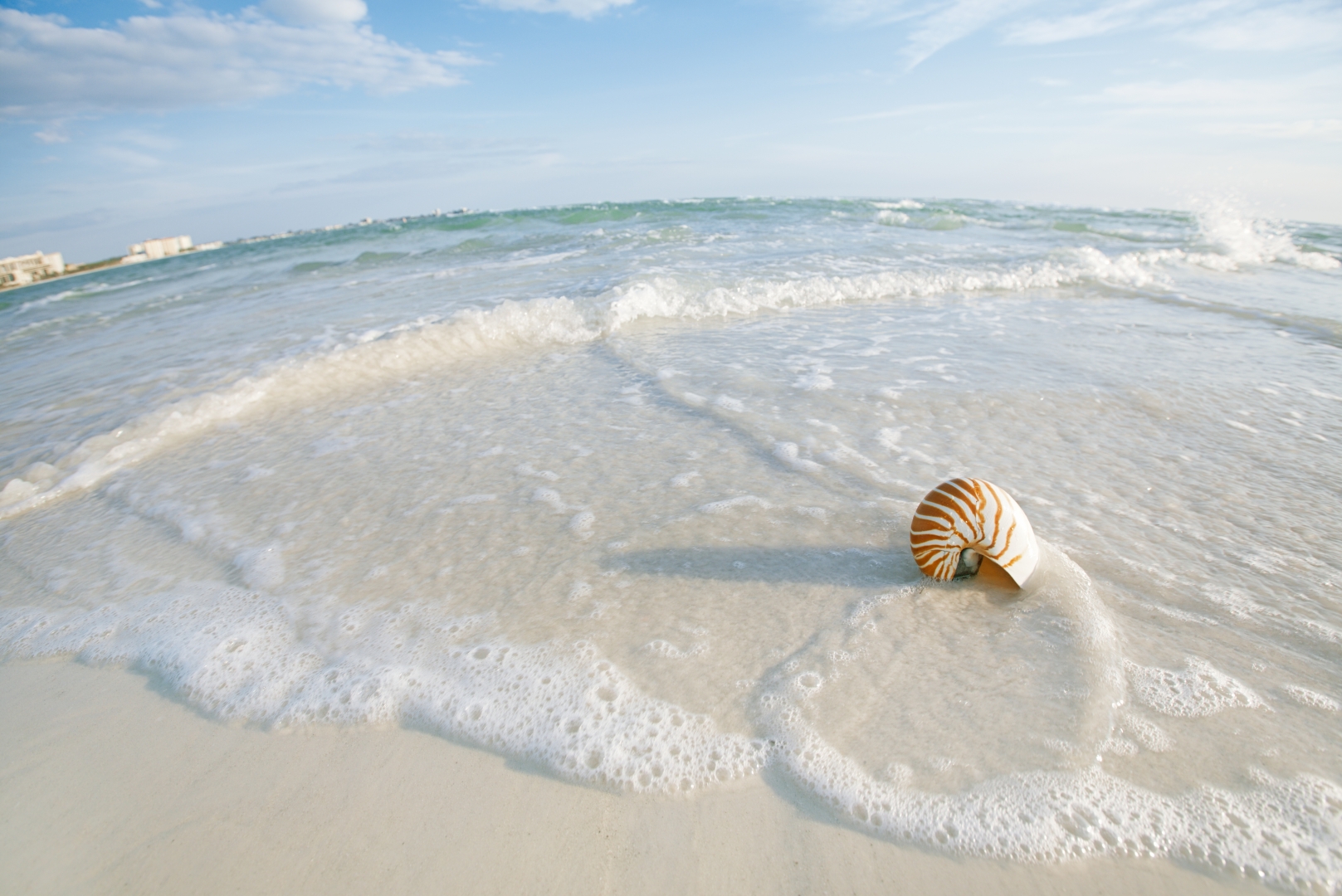 shell on the beach