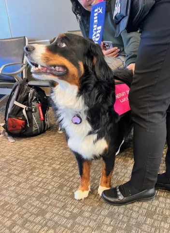 Lucy, pet therapy dog
